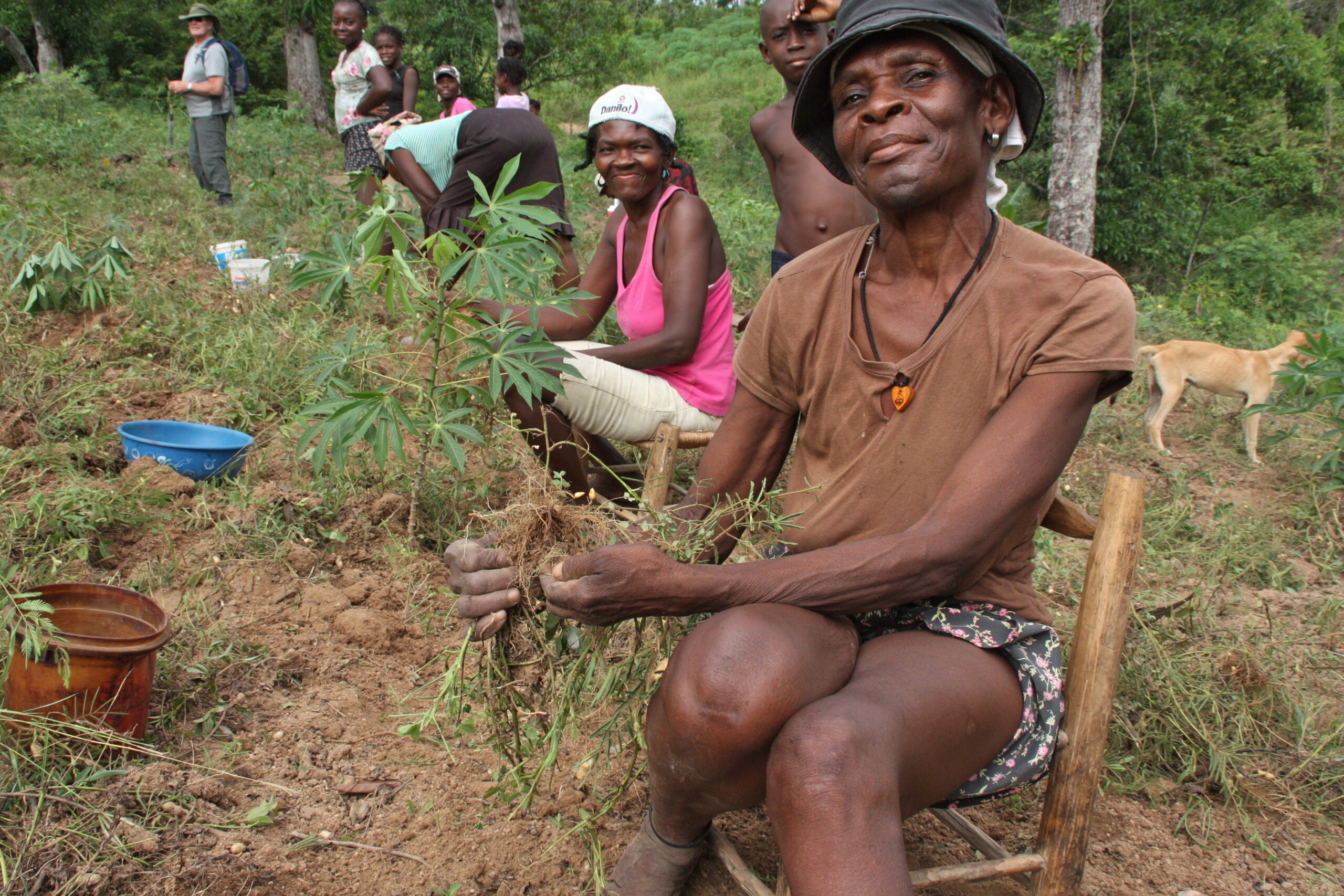 People in Haiti harvesting peanuts, woman smiling.